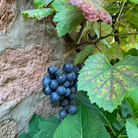 度假居 Nibelungen Odenwaldhaus *