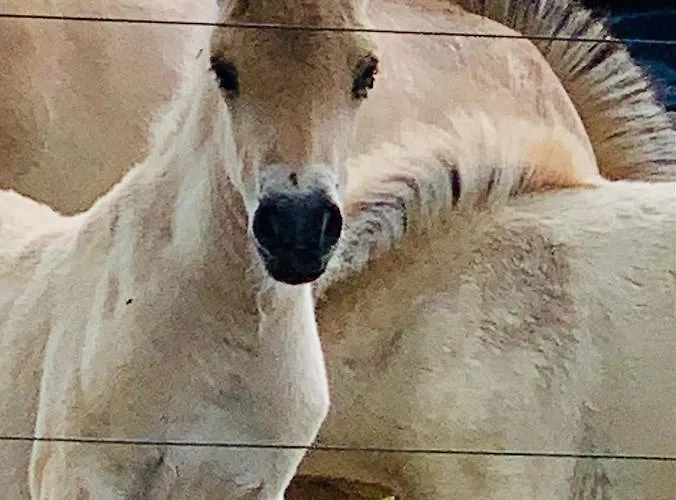 Nibelungen Odenwaldhaus Сasa de vacaciones